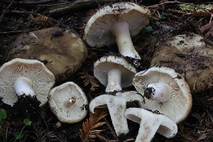  (Russula sp. adusta-PNW05 - HAY-F-004728)  @11 [ ] by-nc (2023) Taye Bright Fungal Diversity Survey