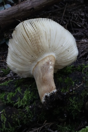  ( - HAY-F-004730)  @11 [ ] by-nc (2023) Taye Bright Fungal Diversity Survey