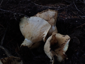  ( - HAY-F-003380)  @11 [ ] by-nc (2023) Sadie Hickey Fungal Diversity Survey