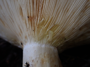  ( - HAY-F-003380)  @11 [ ] by-nc (2023) Sadie Hickey Fungal Diversity Survey