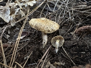  ( - LA-F-000115)  @11 [ ] c (2023) Rudy Diaz Fungal Diversity Survey