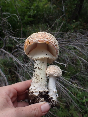  ( - HAY-F-003525)  @11 [ ] by-nc (2023) Sadie Hickey Fungal Diversity Survey