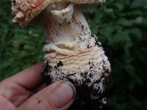  ( - HAY-F-003525)  @11 [ ] by-nc (2023) Sadie Hickey Fungal Diversity Survey