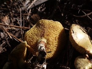  ( - HAY-F-003529)  @11 [ ] by-nc (2023) Sadie Hickey Fungal Diversity Survey