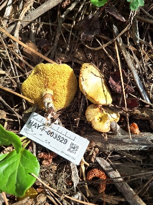  ( - HAY-F-003529)  @11 [ ] by-nc (2023) Sadie Hickey Fungal Diversity Survey