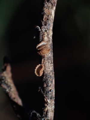  (Brunnipila sp. CA03 - HAY-F-003534)  @11 [ ] by-nc (2023) Sadie Hickey Fungal Diversity Survey