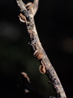  ( - HAY-F-003534)  @11 [ ] by-nc (2023) Sadie Hickey Fungal Diversity Survey