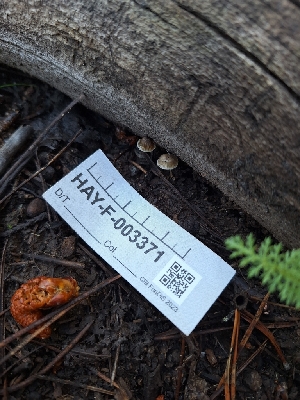  ( - HAY-F-003371)  @11 [ ] by-nc (2023) Sadie Hickey Fungal Diversity Survey