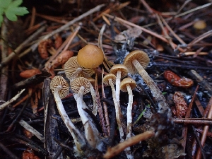  ( - HAY-F-003538)  @11 [ ] by-nc (2023) Sadie Hickey Fungal Diversity Survey