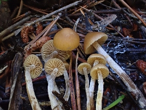  ( - HAY-F-003538)  @11 [ ] by-nc (2023) Sadie Hickey Fungal Diversity Survey