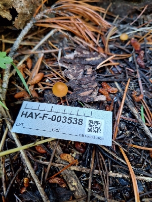  ( - HAY-F-003538)  @11 [ ] by-nc (2023) Sadie Hickey Fungal Diversity Survey