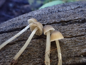  ( - HAY-F-003371)  @11 [ ] by-nc (2023) Sadie Hickey Fungal Diversity Survey