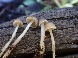  ( - HAY-F-003371)  @11 [ ] by-nc (2023) Sadie Hickey Fungal Diversity Survey