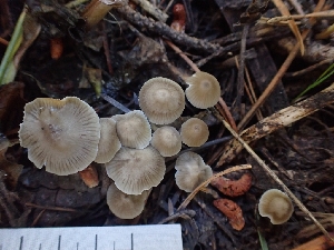  ( - HAY-F-003539)  @11 [ ] by-nc (2023) Sadie Hickey Fungal Diversity Survey