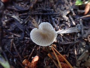  ( - HAY-F-003539)  @11 [ ] by-nc (2023) Sadie Hickey Fungal Diversity Survey