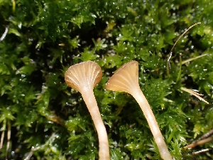  ( - HAY-F-003540)  @11 [ ] by-nc (2023) Sadie Hickey Fungal Diversity Survey
