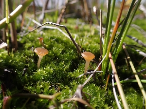  ( - HAY-F-003540)  @11 [ ] by-nc (2023) Sadie Hickey Fungal Diversity Survey