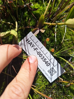  ( - HAY-F-003540)  @11 [ ] by-nc (2023) Sadie Hickey Fungal Diversity Survey