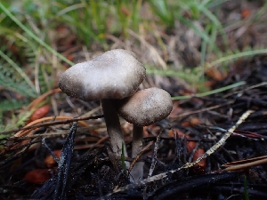  (Entoloma sp. CA40 - HAY-F-003543)  @11 [ ] by-nc (2023) Sadie Hickey Fungal Diversity Survey