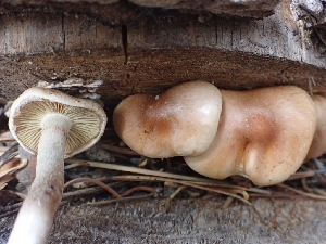  ( - HAY-F-003550)  @11 [ ] by-nc (2023) Sadie Hickey Fungal Diversity Survey