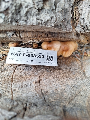  ( - HAY-F-003550)  @11 [ ] by-nc (2023) Sadie Hickey Fungal Diversity Survey