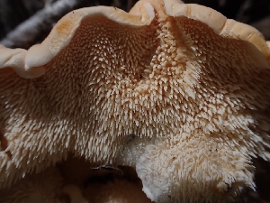  ( - HAY-F-003548)  @11 [ ] by-nc (2023) Sadie Hickey Fungal Diversity Survey