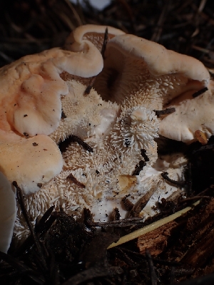  ( - HAY-F-003548)  @11 [ ] by-nc (2023) Sadie Hickey Fungal Diversity Survey