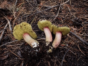  (Xerocomellus - HAY-F-003551)  @11 [ ] by-nc (2023) Sadie Hickey Fungal Diversity Survey
