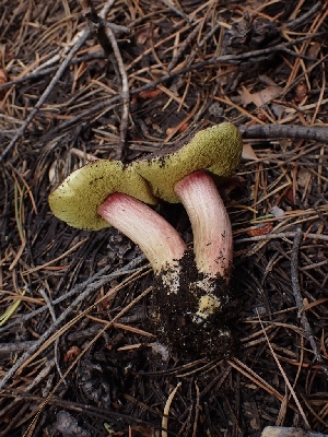  ( - HAY-F-003551)  @11 [ ] by-nc (2023) Sadie Hickey Fungal Diversity Survey