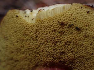  ( - HAY-F-003551)  @11 [ ] by-nc (2023) Sadie Hickey Fungal Diversity Survey