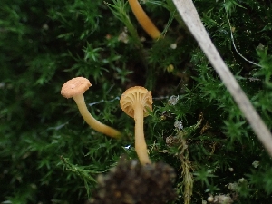  ( - HAY-F-003552)  @11 [ ] by-nc (2023) Sadie Hickey Fungal Diversity Survey