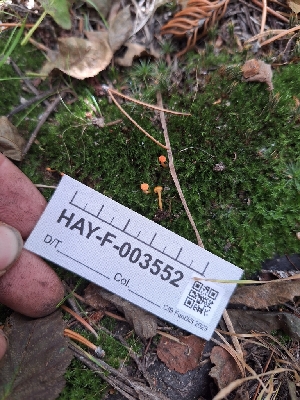  ( - HAY-F-003552)  @11 [ ] by-nc (2023) Sadie Hickey Fungal Diversity Survey