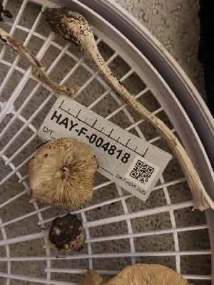 ( - HAY-F-004818)  @11 [ ] by-nc (2023) Dean Lyons Fungal Diversity Survey
