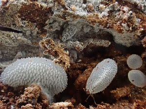  ( - HAY-F-003554)  @11 [ ] by-nc (2023) Sadie Hickey Fungal Diversity Survey