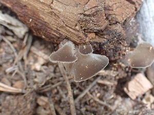  ( - HAY-F-003554)  @11 [ ] by-nc (2023) Sadie Hickey Fungal Diversity Survey