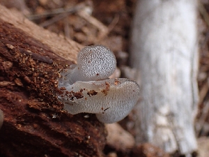  ( - HAY-F-003554)  @11 [ ] by-nc (2023) Sadie Hickey Fungal Diversity Survey