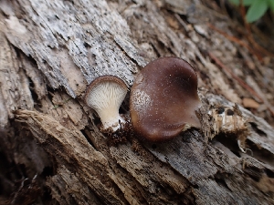  (Hohenbuehelia sp. angustata-PNW02 - HAY-F-003556)  @11 [ ] by-nc (2023) Sadie Hickey Fungal Diversity Survey