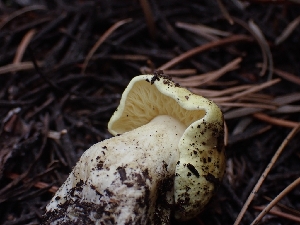  ( - HAY-F-003557)  @11 [ ] by-nc (2023) Sadie Hickey Fungal Diversity Survey