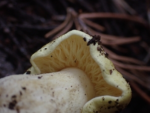  ( - HAY-F-003557)  @11 [ ] by-nc (2023) Sadie Hickey Fungal Diversity Survey