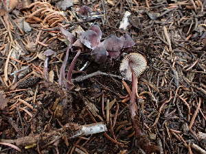  ( - HAY-F-003798)  @11 [ ] by-nc (2023) Grace Stark Fungal Diversity Survey