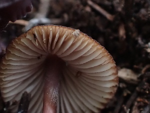  ( - HAY-F-003798)  @11 [ ] by-nc (2023) Grace Stark Fungal Diversity Survey