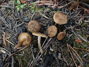  ( - HAY-F-003963)  @11 [ ] by-nc (2023) Grace Stark Fungal Diversity Survey