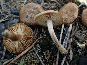  (Inocybe moravica - HAY-F-003963)  @11 [ ] by-nc (2023) Grace Stark Fungal Diversity Survey