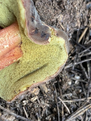  ( - HAY-F-003957)  @11 [ ] by-nc (2023) Grace Stark Fungal Diversity Survey