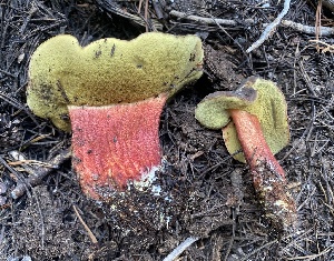  ( - HAY-F-003957)  @11 [ ] by-nc (2023) Grace Stark Fungal Diversity Survey