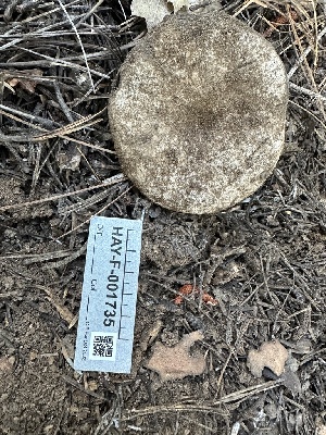  (Russula sp. atrata-PNW09 - HAY-F-001735)  @11 [ ] by-nc (2023) Bat Vardeh Fungal Diversity Survey