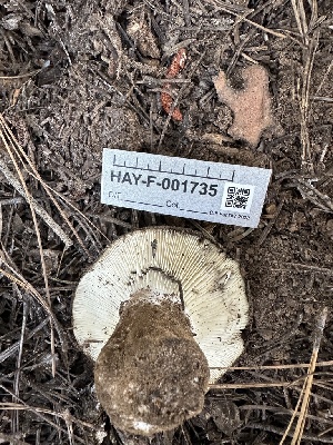  ( - HAY-F-001735)  @11 [ ] by-nc (2023) Bat Vardeh Fungal Diversity Survey
