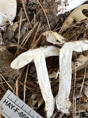  (Amanita sp. breckonii-CA01 - HAY-F-001726)  @11 [ ] by-nc (2023) Bat Vardeh Fungal Diversity Survey