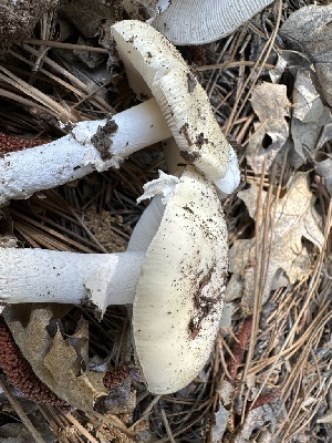  ( - HAY-F-001726)  @11 [ ] by-nc (2023) Bat Vardeh Fungal Diversity Survey
