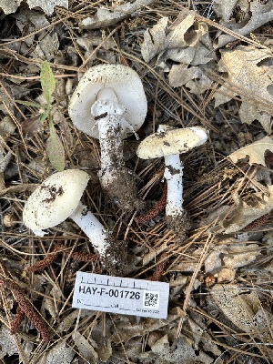  ( - HAY-F-001726)  @11 [ ] by-nc (2023) Bat Vardeh Fungal Diversity Survey